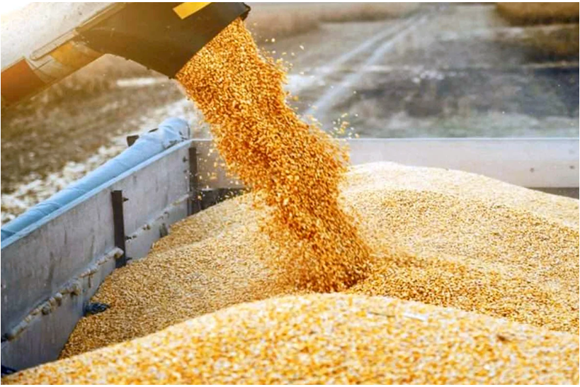 USDA报告：摩洛哥谷物进口高位运行，玉米小麦成需求双核心