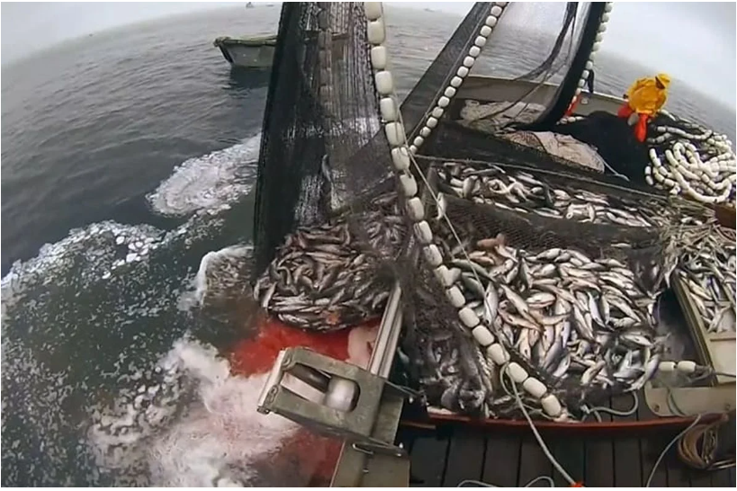 摩洛哥：欧盟渔业协定的核心受益国与可持续发展挑战