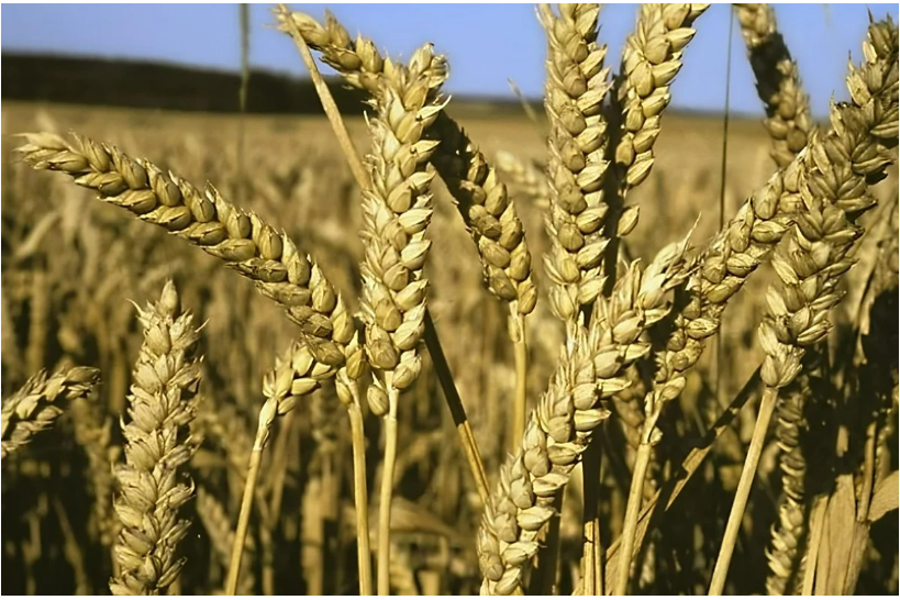 世界银行：摩洛哥粮食安全总体稳定 成兼顾粮食与能源转型的典范