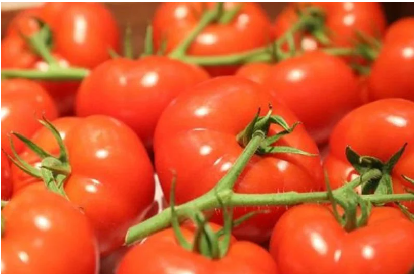 摩洛哥番茄价格飙升引不满，业内呼吁限制出口稳市场